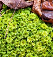 Attēlu rezultāti vaicājumam “Anomodon viticulosus sporophyte”