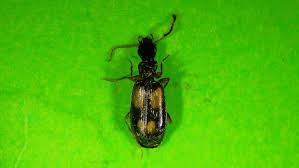 Attēlu rezultāti vaicājumam “Calodromius spilotus”