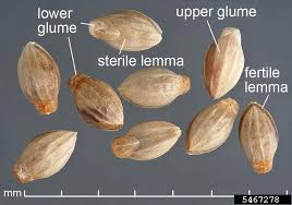 Attēlu rezultāti vaicājumam “Setaria viridis fruit”