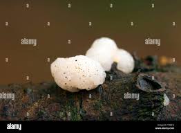 Attēlu rezultāti vaicājumam “Tremella encephala”