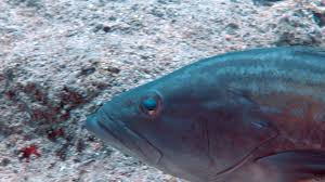 Image result for Epinephelus costae