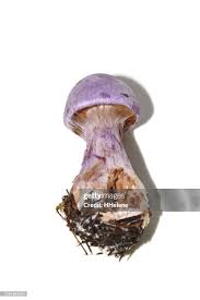 Attēlu rezultāti vaicājumam “Cortinarius traganus”