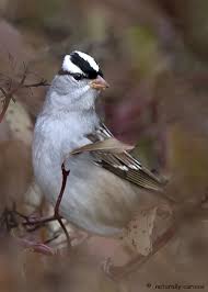 Image result for Zonotrichia leucophrys