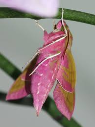 Attēlu rezultāti vaicājumam “Deilephila elpenor imago”