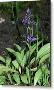 Attēlu rezultāti vaicājumam “Swertia perennis flower”