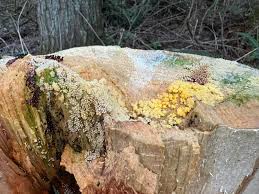 Attēlu rezultāti vaicājumam “Amaurochaete atra young”