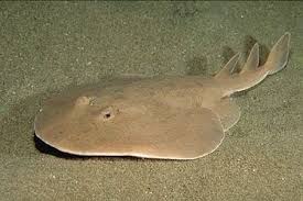 Image result for Tetronarce nobiliana