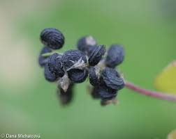Attēlu rezultāti vaicājumam “Medicago lupulina fruit”