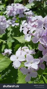 Attēlu rezultāti vaicājumam “Lunaria rediviva”