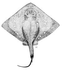 Image result for Megatrygon microps