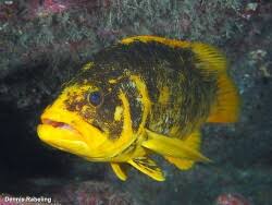 Image result for Mycteroperca olfax