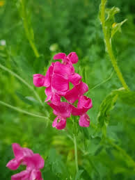 Attēlu rezultāti vaicājumam “Lathyrus tuberosus flower”