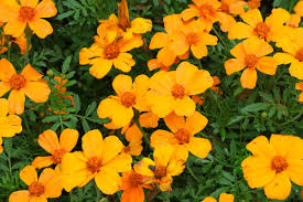 Attēlu rezultāti vaicājumam “Tagetes”