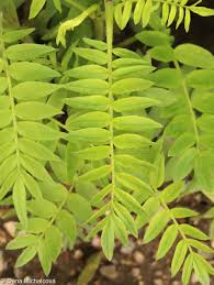 Attēlu rezultāti vaicājumam “Polemonium caeruleum leaf”