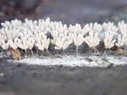 Attēlu rezultāti vaicājumam “Arcyria cinerea stalked”