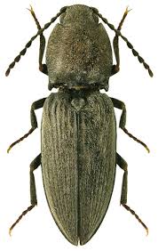 Attēlu rezultāti vaicājumam “Cardiophorus ruficollis”