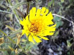 Attēlu rezultāti vaicājumam “Crepis tectorum flower”
