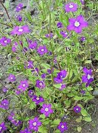 Image result for Legousia speculum-veneris