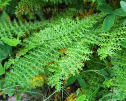 Image result for Filipendula vulgaris