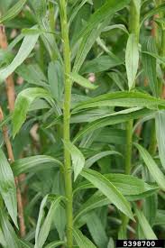 Attēlu rezultāti vaicājumam “Solidago canadensis leaf”