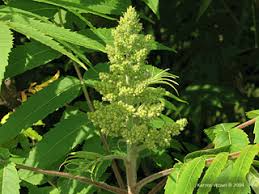 Attēlu rezultāti vaicājumam “Rhus typhina flower”