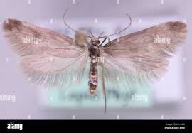 Attēlu rezultāti vaicājumam “Denisia similella”