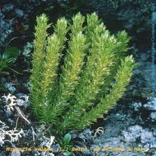 Attēlu rezultāti vaicājumam “Huperzia selago”