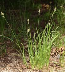 Attēlu rezultāti vaicājumam “Carex buxbaumii”