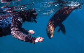 Image result for Wyndley Seals Snorkelling Club