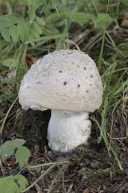 Attēlu rezultāti vaicājumam “Amanita strobiliformis”