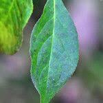 Attēlu rezultāti vaicājumam “Euonymus europaeus leaf”