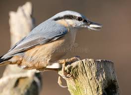 Attēlu rezultāti vaicājumam “Sitta europaea male”