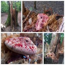 Attēlu rezultāti vaicājumam “Hydnellum sp.”