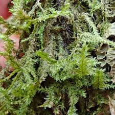 Attēlu rezultāti vaicājumam “Neckera”