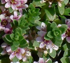 Attēlu rezultāti vaicājumam “Glaux maritima flower”