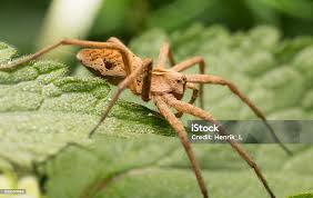 Attēlu rezultāti vaicājumam “Pisaura mirabilis”