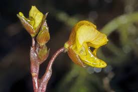 Attēlu rezultāti vaicājumam “Utricularia minor bud”