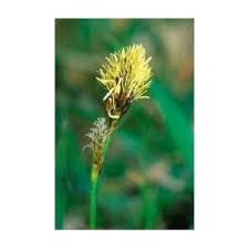 Attēlu rezultāti vaicājumam “Carex caryophyllea flower”