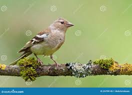 Attēlu rezultāti vaicājumam “Fringilla coelebs female”