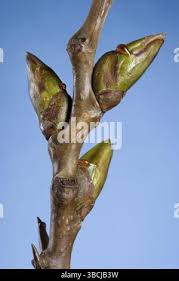 Attēlu rezultāti vaicājumam “Populus x canadensis fruit”