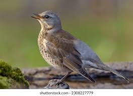 Attēlu rezultāti vaicājumam “Turdus pilaris juvenile”