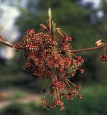 Attēlu rezultāti vaicājumam “Acer pseudoplatanus fo. purpurascens flower”