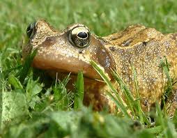 Attēlu rezultāti vaicājumam “Rana temporaria”