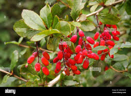 Attēlu rezultāti vaicājumam “Berberis vulgaris fruit”