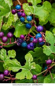 Attēlu rezultāti vaicājumam “Ampelopsis glandulosa var. brevipedunculata”