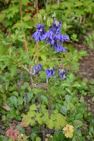 Attēlu rezultāti vaicājumam “Aquilegia vulgaris leaf”