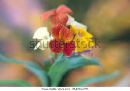 Image result for Cheiranthus cheiri