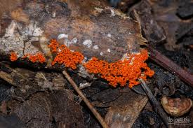 Attēlu rezultāti vaicājumam “Willkommlangea reticulata spores”