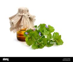 Attēlu rezultāti vaicājumam “Glechoma hederacea leaf”