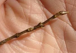 Attēlu rezultāti vaicājumam “Lonicera xylosteum bud”